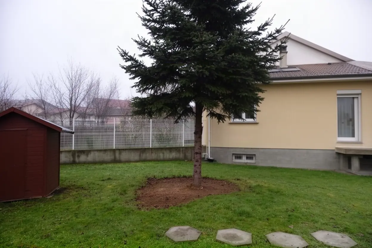 Sapin incliné avant abattage contrôlé à La Ricamarie