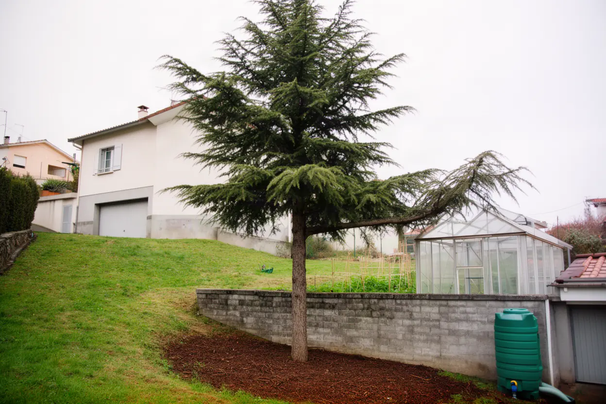 Cèdre surplombant un jardin en pente à Roche-la-Molière
