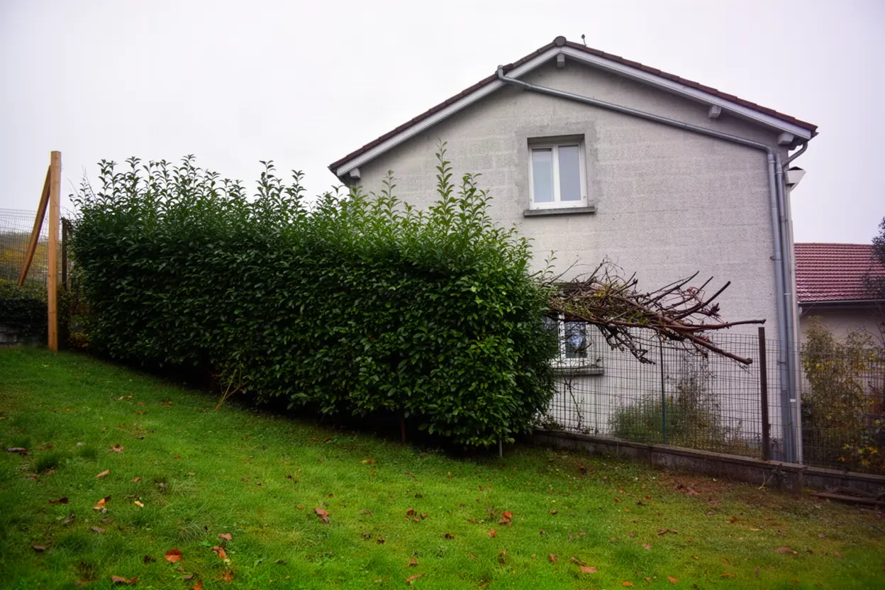 Charmille dense sur pente avant intervention à Saint-Chamond